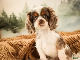 Cocker Spaniel dogs Graham - Ad 14