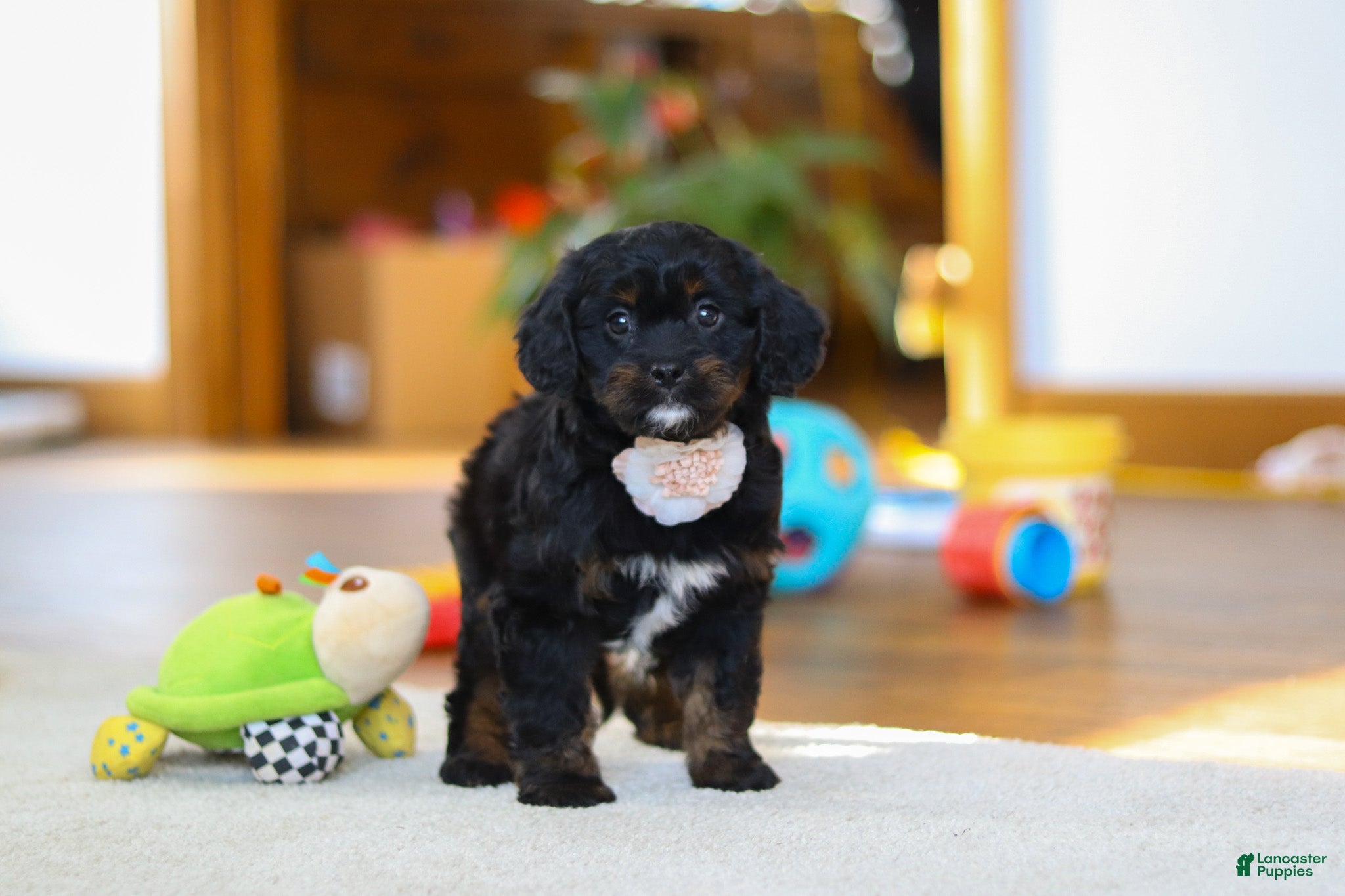 Cavapoo dogs Star - Ad 2