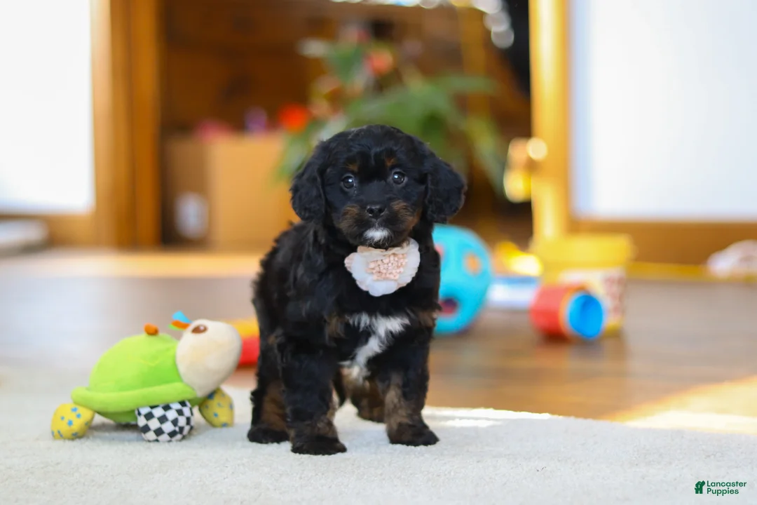 Cavapoo dogs for sale: Star - Ad 2