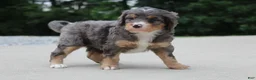 Mini Bernedoodle dogs for sale: Noa  - Ad 4