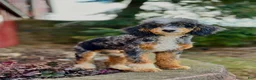 Mini Sheepadoodle dogs for sale: Snickers - Ad 6