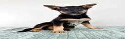 Mixed Breed dogs for sale: Xena - Ad 4