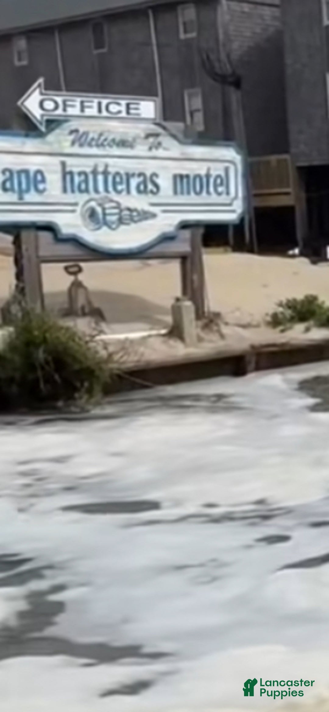 Great Dane dogs for sale: Petal - Ad 19