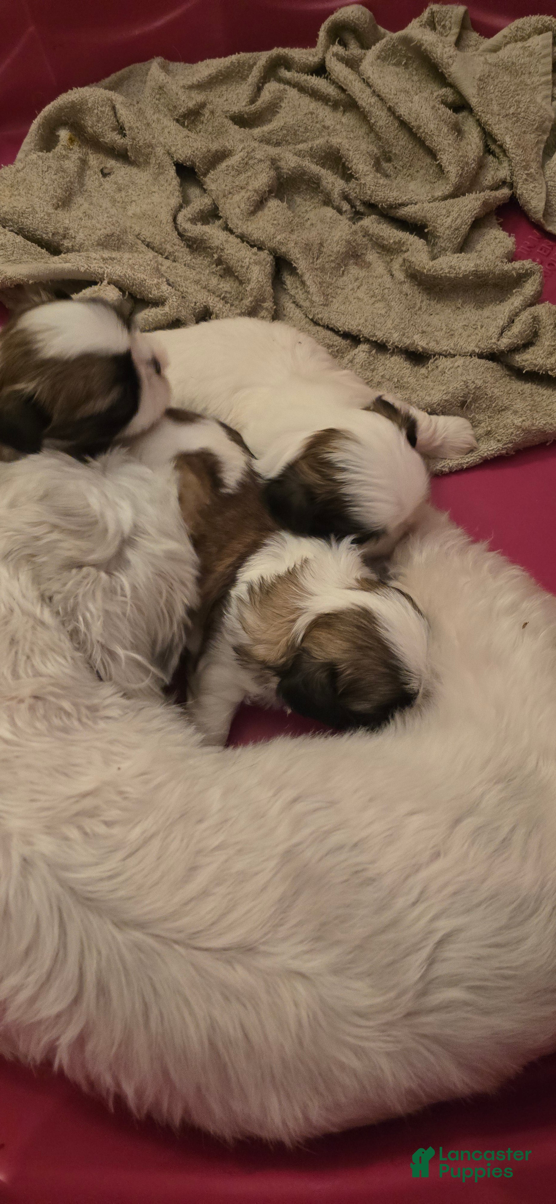 Shih Tzu dogs Shih Tzu 1 - Ad 2