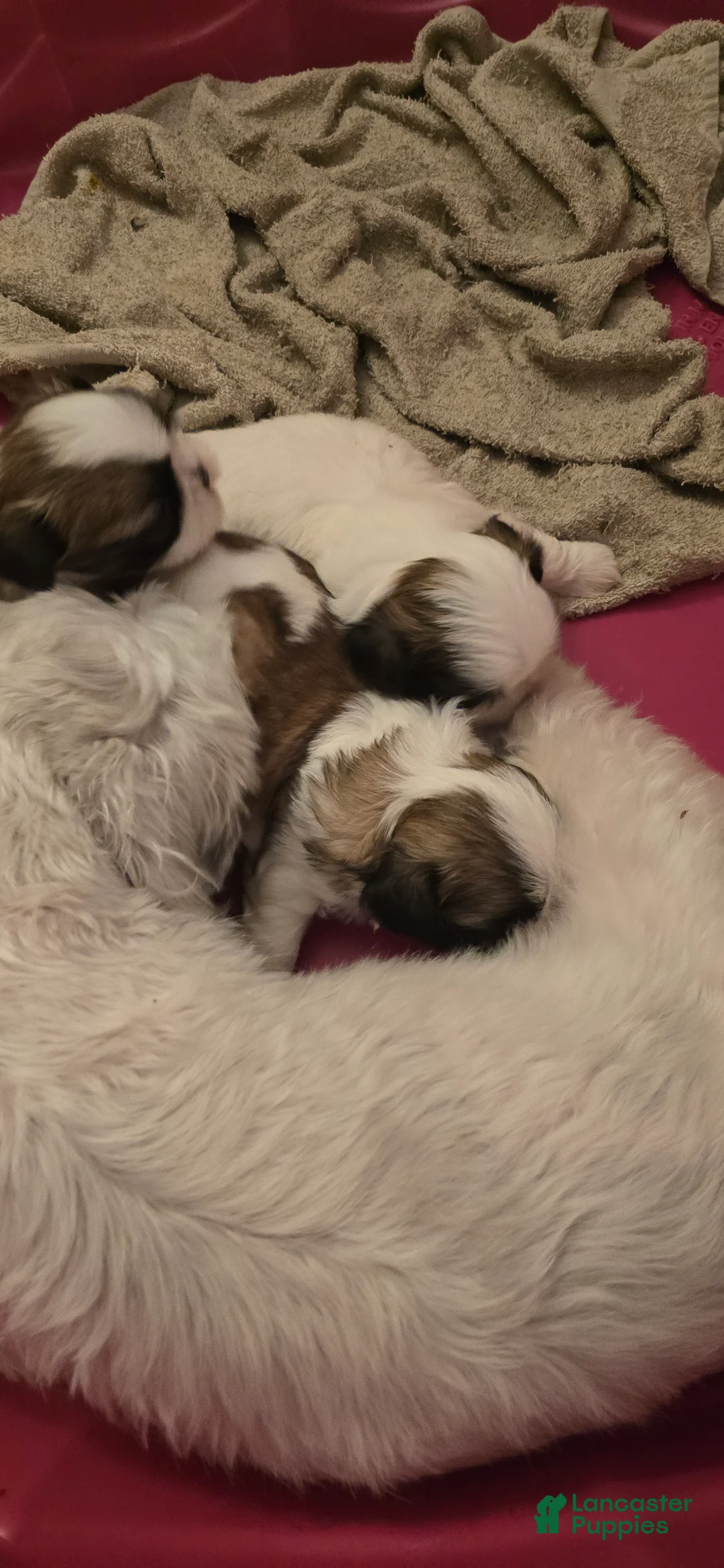 Shih Tzu dogs for sale: Shih Tzu 1 - Ad 2