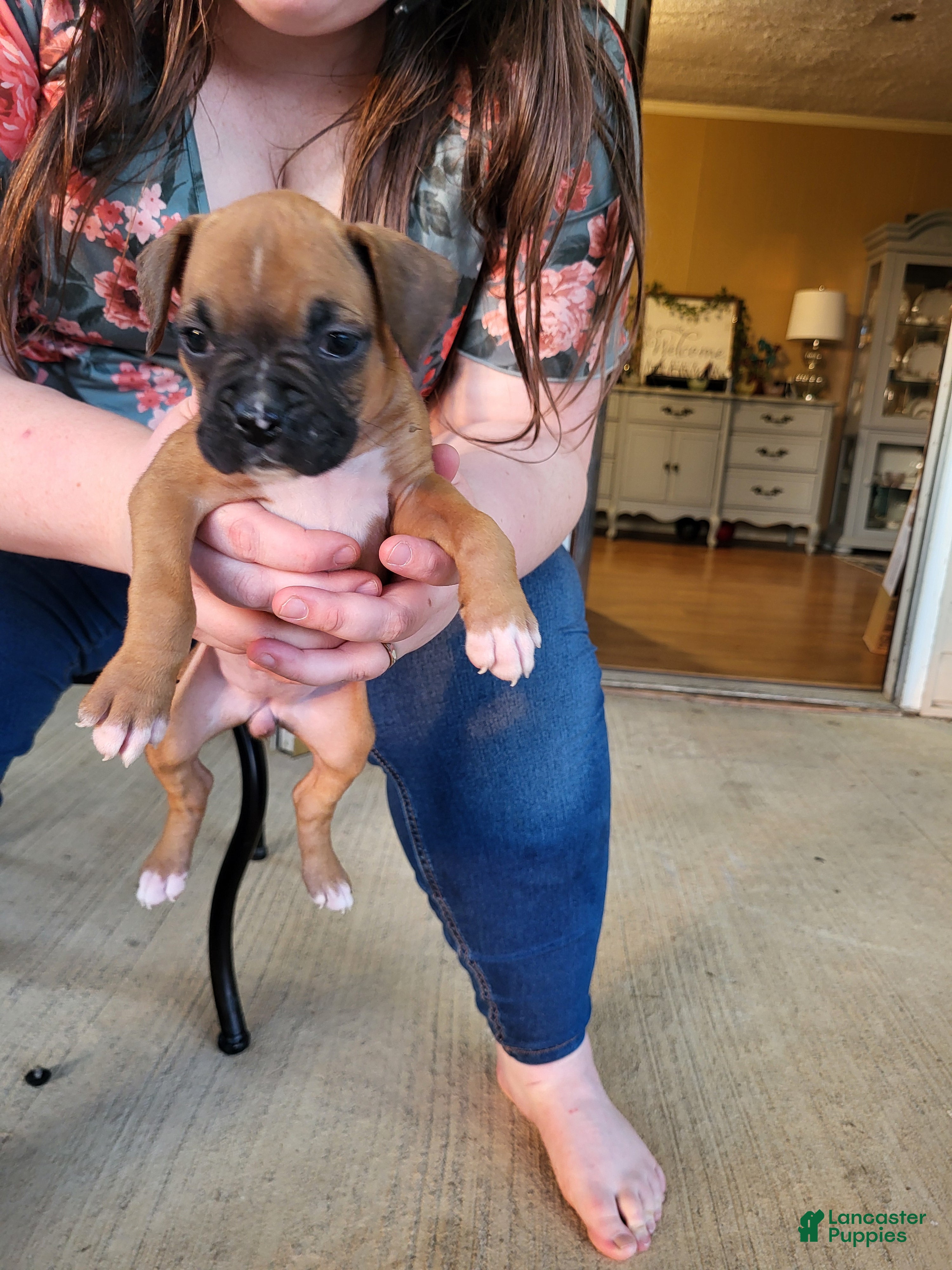 Boxer dogs Gypsy - Ad 3