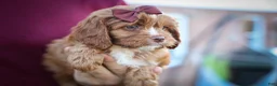 Cavapoo dogs for sale: CHARLIE - Ad 16