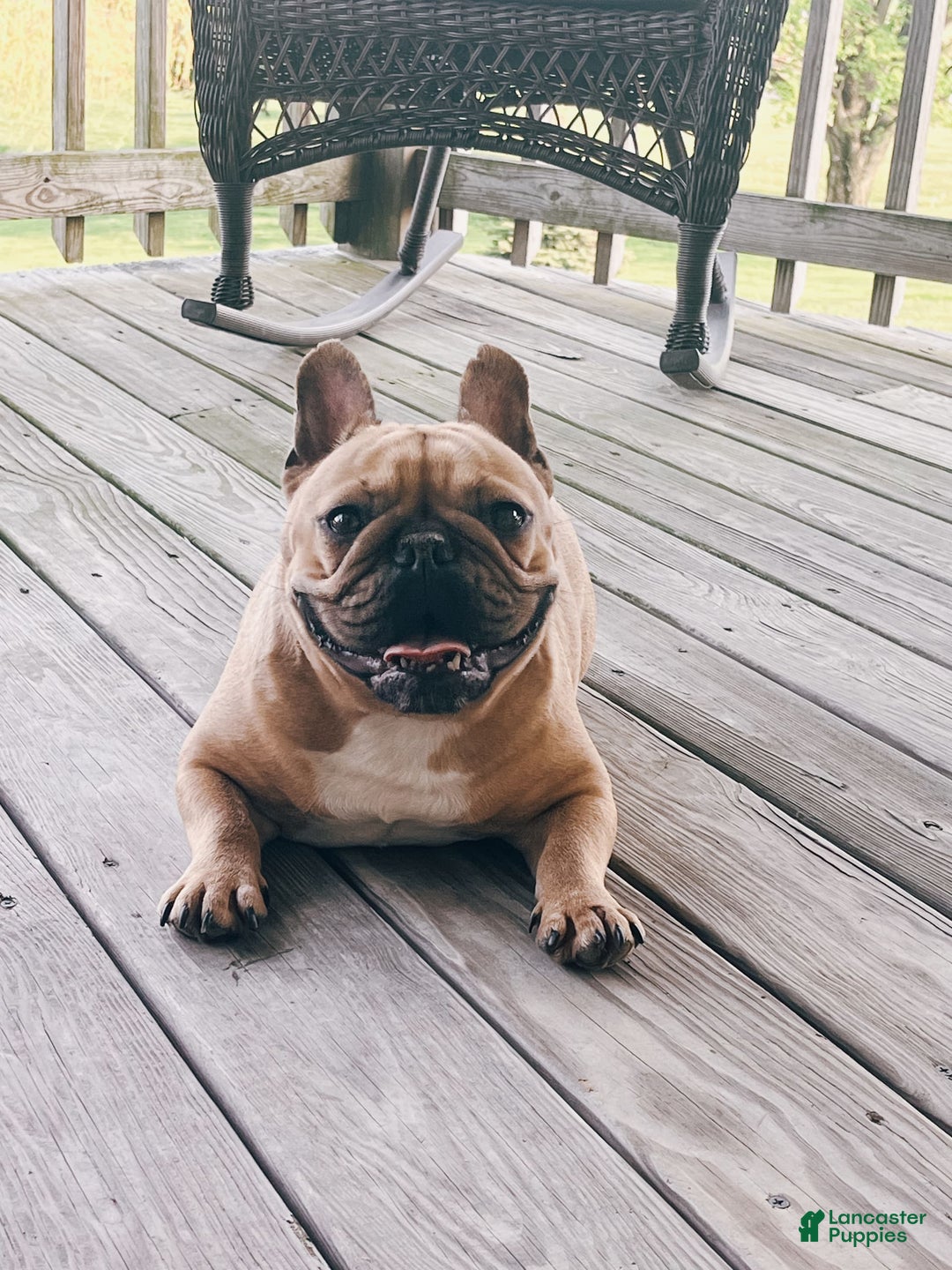 Gallery Image {{count}}