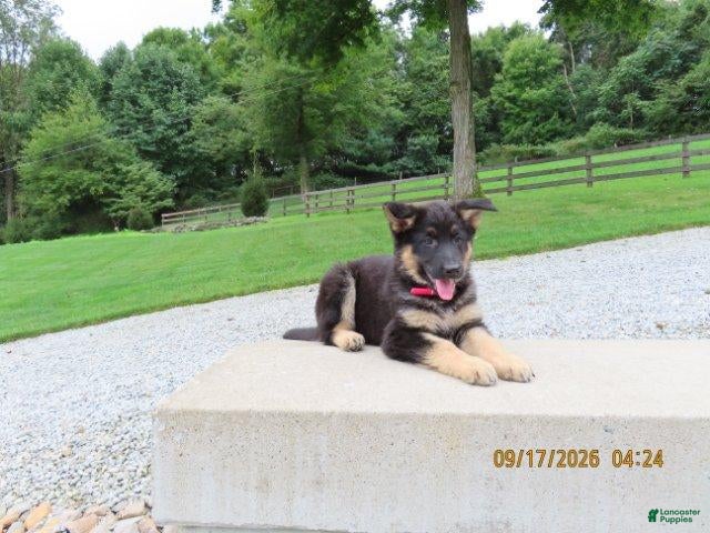 German Shepherd dogs Molly - Ad 1