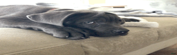 Cane Corso dogs for sale: Cane Corso Puppy 7 - Ad 2