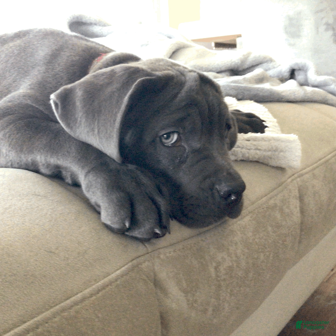 Cane Corso dogs for sale: Cane Corso Puppy 7 - Ad 2