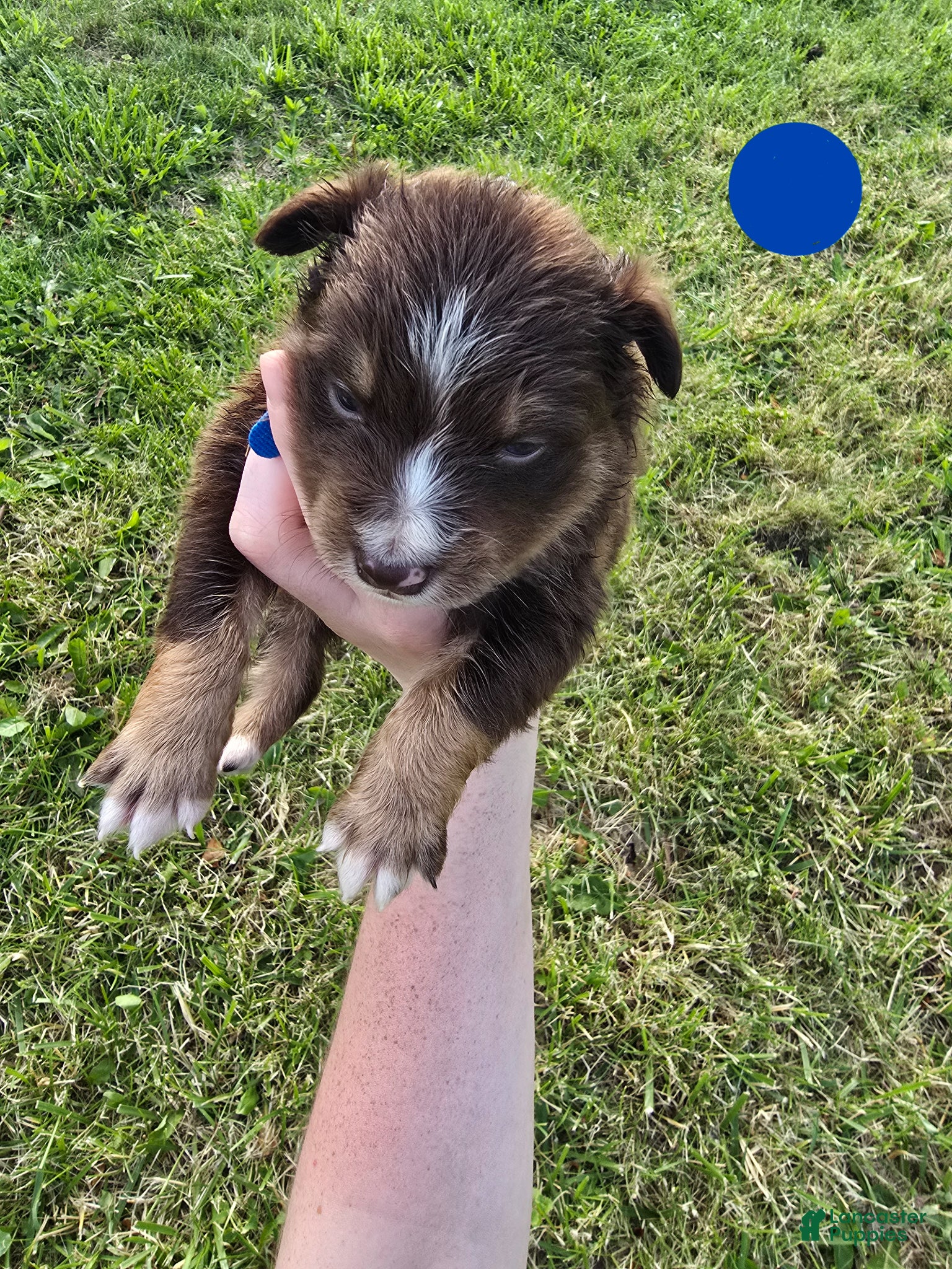 Australian Shepherd dogs Australian Shepherd Puppy BLUE - Ad 39