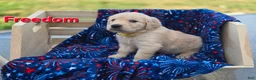 Golden Retriever dogs for sale: Golden Retriever 2 - Ad 2