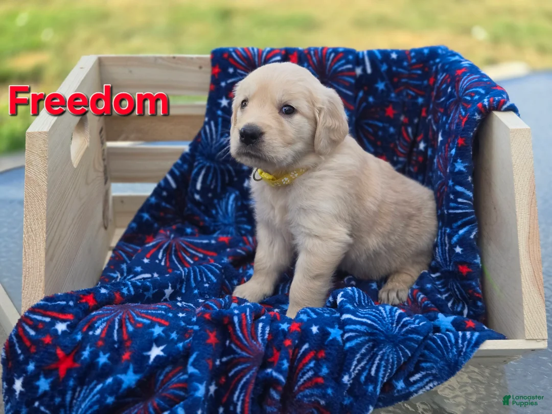 Golden Retriever dogs for sale: Golden Retriever 2 - Ad 2