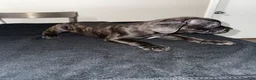 Mixed Breed dogs for sale: Brindle 5 - Ad 2