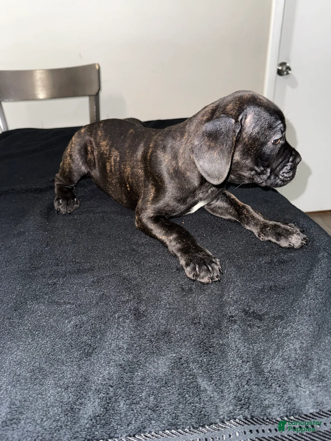 Mixed Breed dogs for sale: Brindle 5 - Ad 2