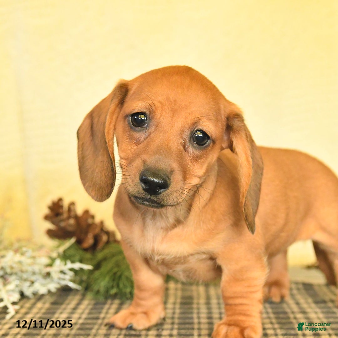 Dachshund dogs for sale: Rosie - Ad 4