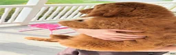 Goldendoodle dogs for sale: Oscar - Ad 7