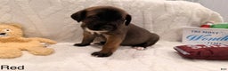 Cane Corso dogs for sale: Xena ( Red) - Ad 3