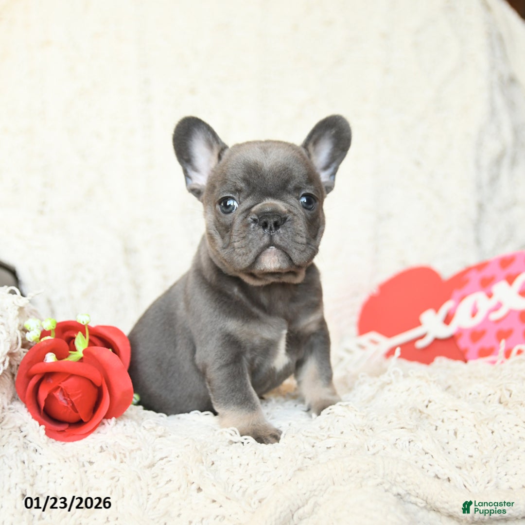 French Bulldog dogs for sale: Bonbon - Ad 4