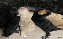 Goldendoodle dogs for stud: Cooper - Image 3