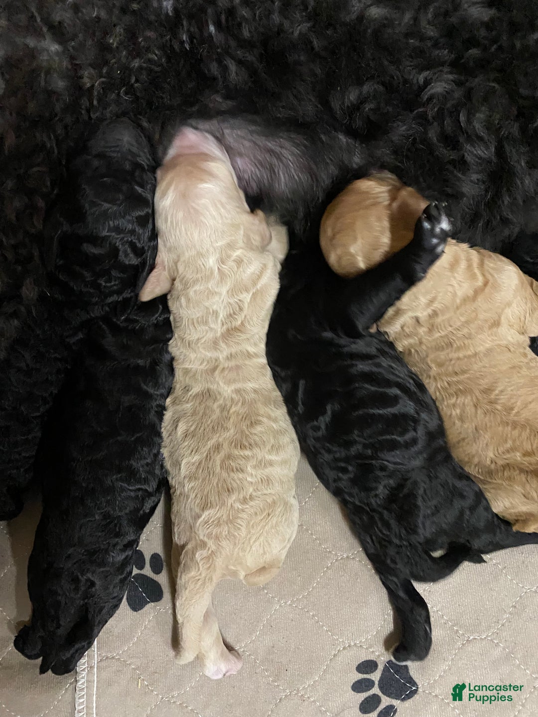 Goldendoodle dogs for stud: Cooper - Image 3