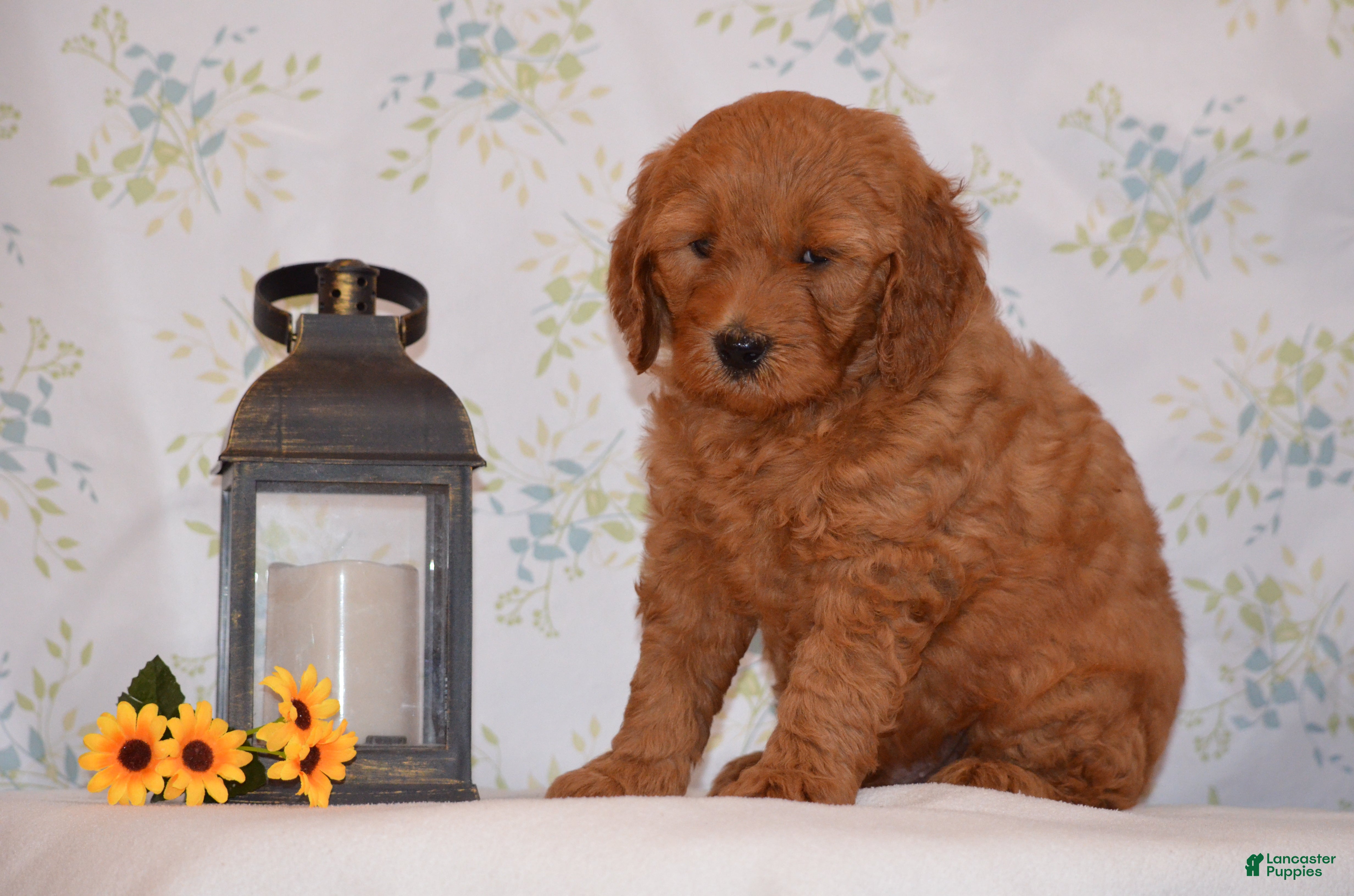 Mini Goldendoodle dogs Alex - Ad 2
