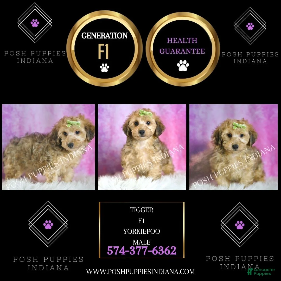 Yorkiepoo dogs for sale: Tigger - Ad 6