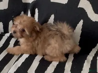 Pomapoo dogs Pomapoo Puppy 3 - Ad 20