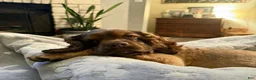 Cocker Spaniel dogs for sale: Cocker Spaniel Puppy 6 - Ad 7