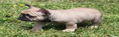 SASSY FAWN & WHITE