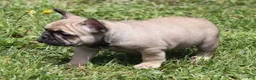French Bulldog dogs for sale: SASSY FAWN & WHITE - Ad 1