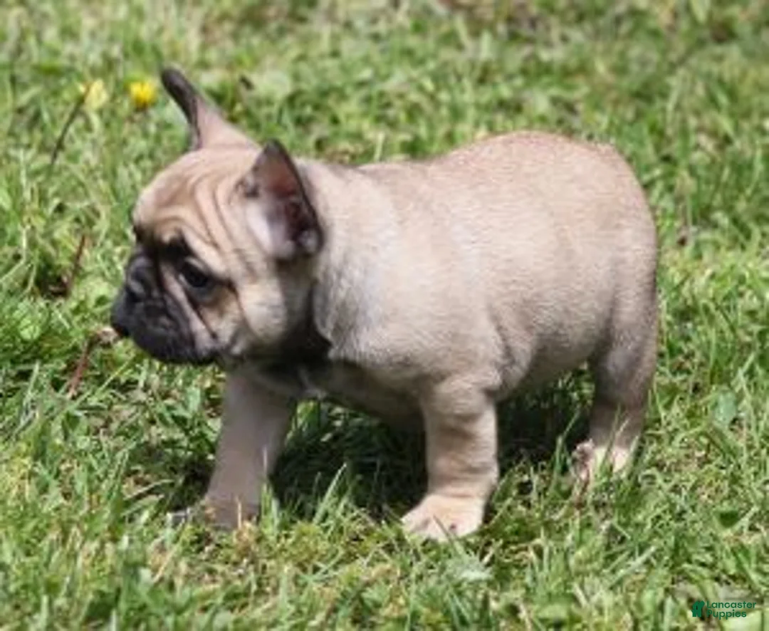 French Bulldog dogs for sale: SASSY FAWN & WHITE - Ad 1