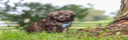 Havanese dogs for sale: Winston - Ad 5