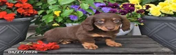 Dachshund dogs for sale: Skye - Ad 5