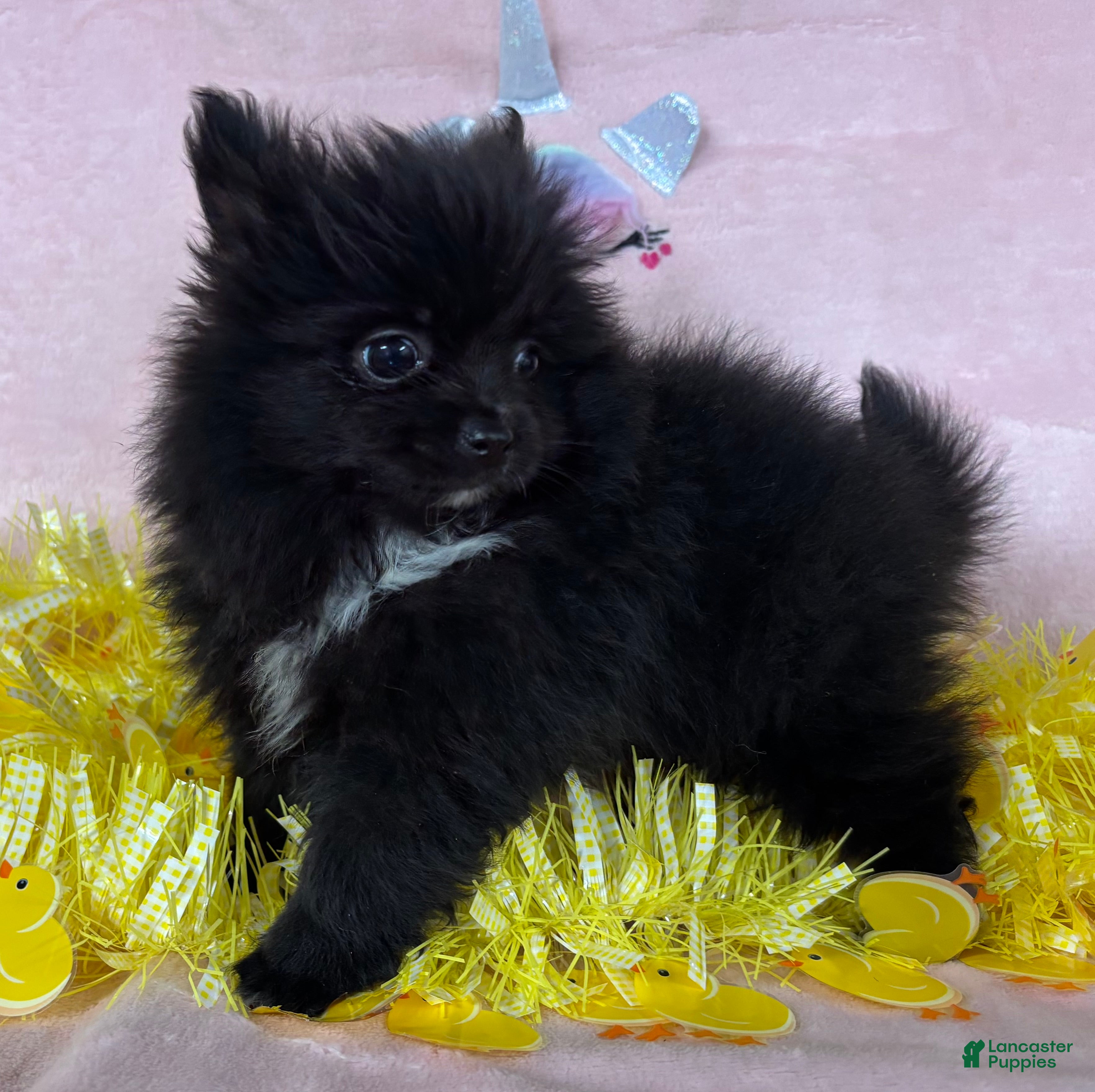 Pomeranian dogs Black Mail - Ad 1