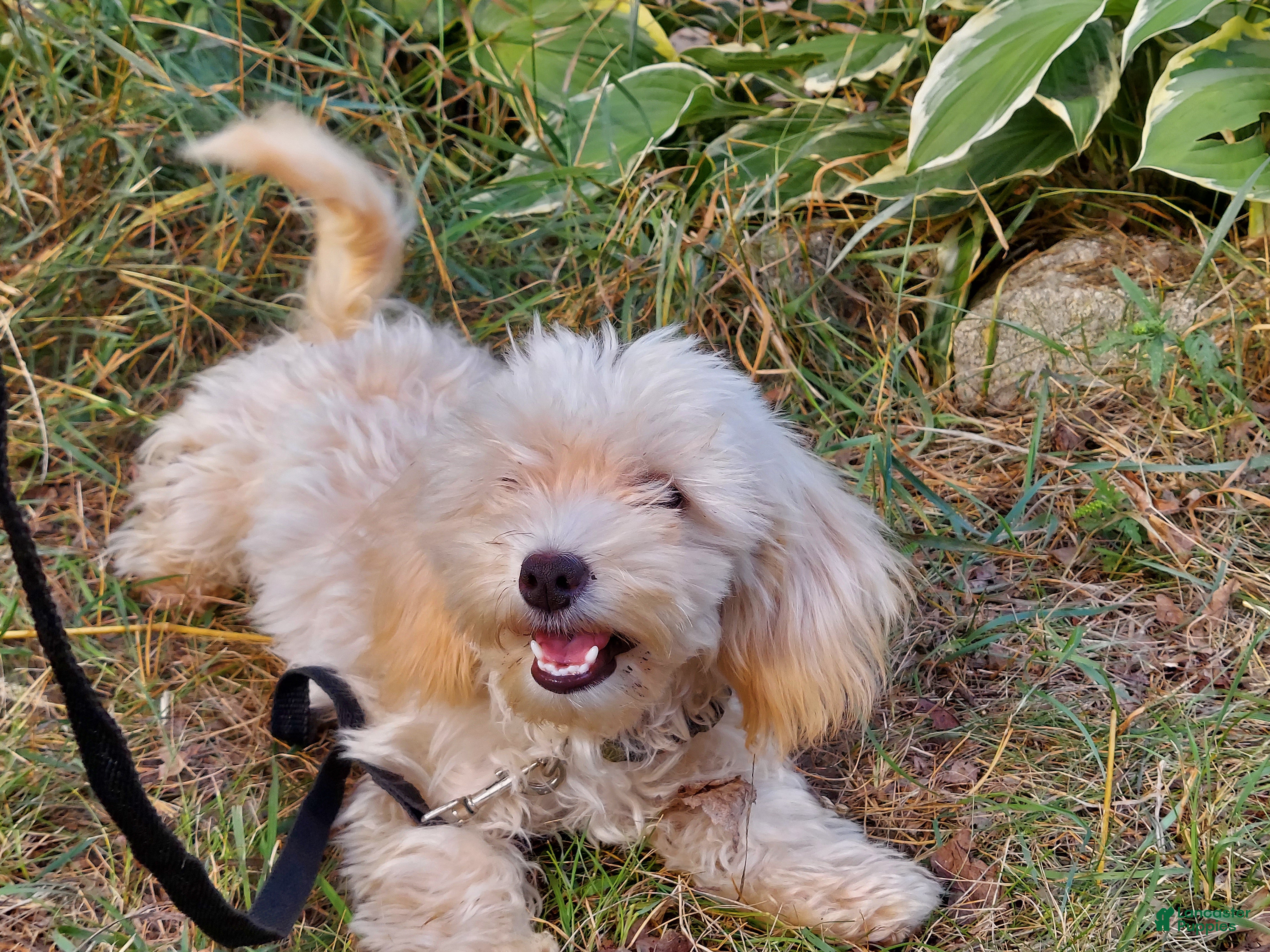 Maltipoo dogs Ophelia, great for apartments, MaltiPoo female, non-shedding - Ad 3