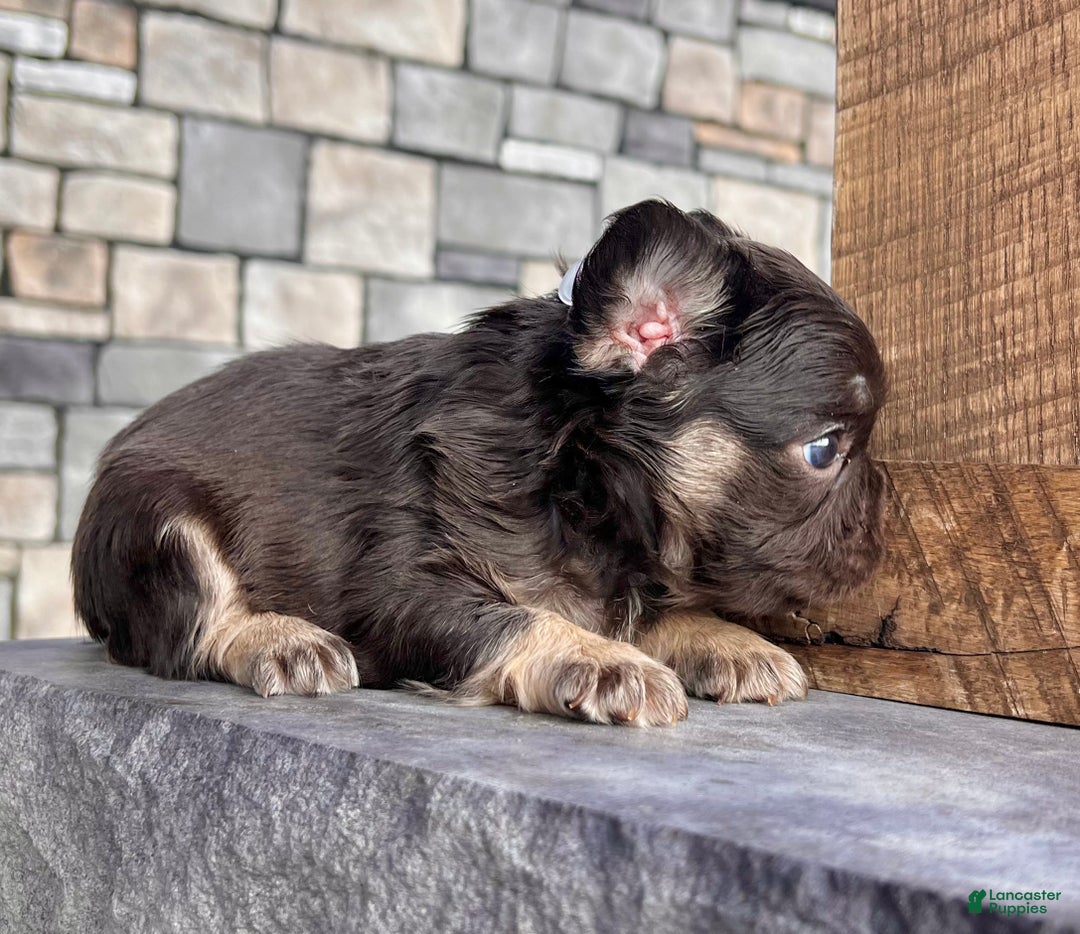 French Bulldog dogs for sale: Kelli - Ad 3