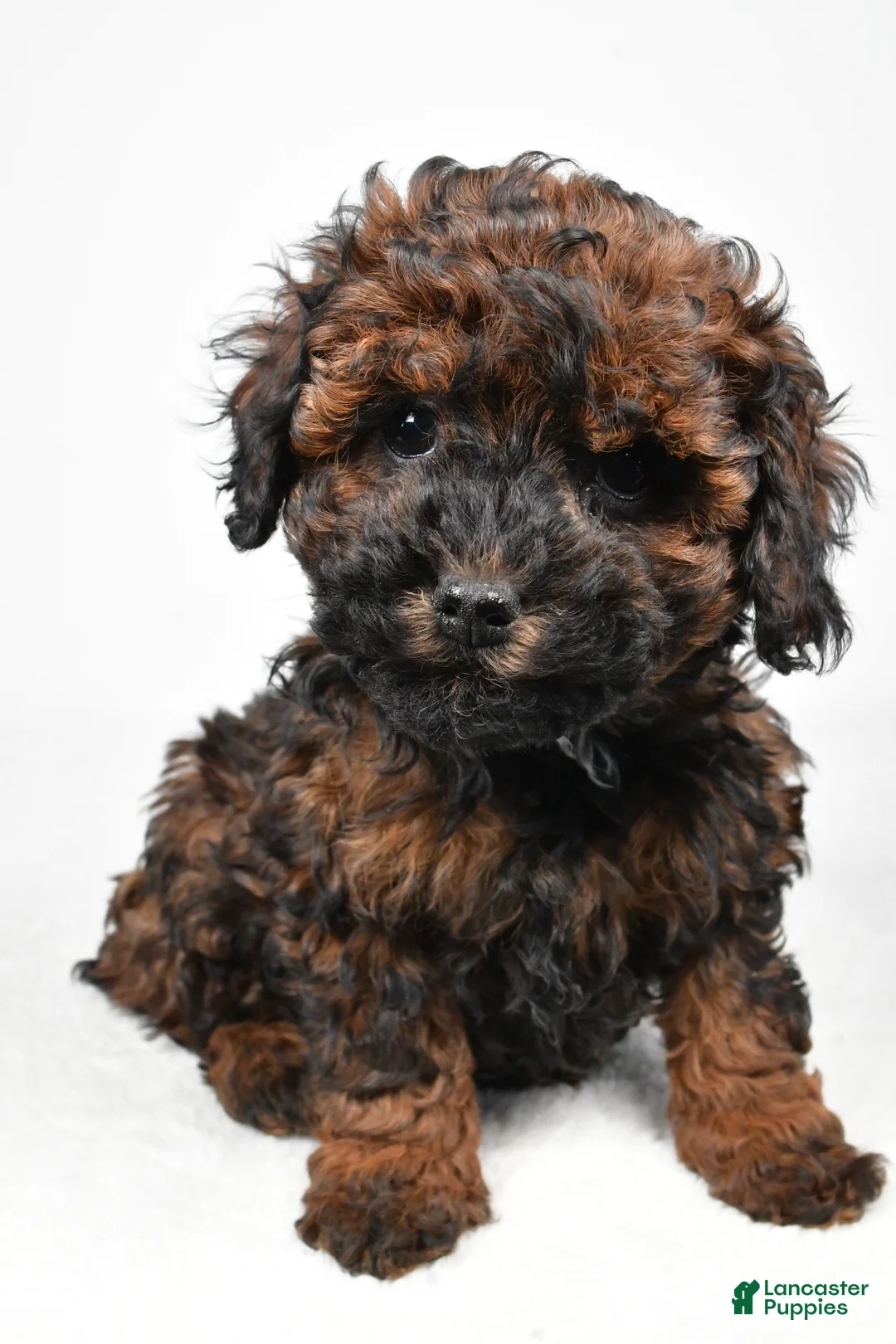 Cockapoo dogs for sale: Anna - Ad 2