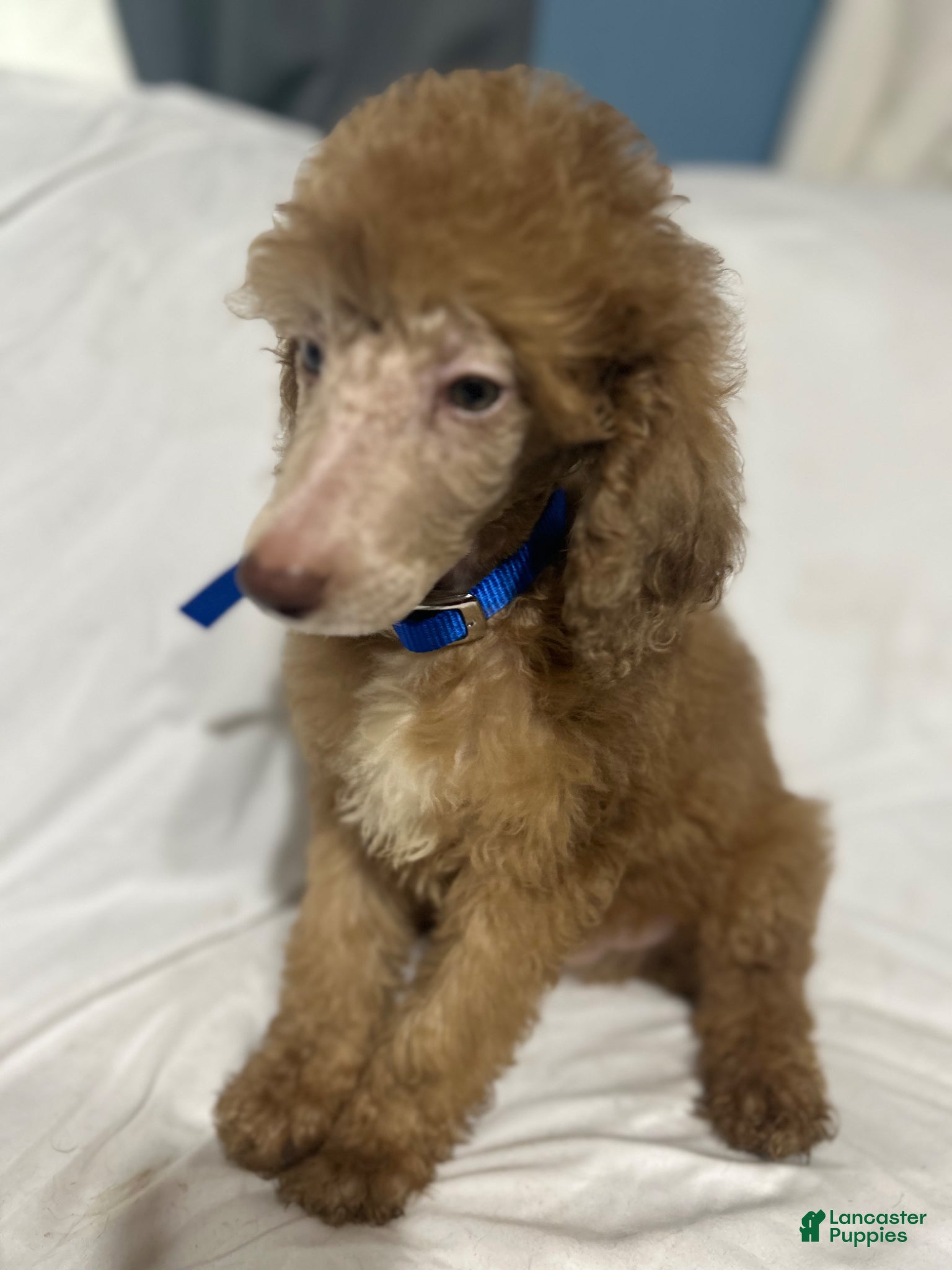 Standard Poodle dogs Standard Poodle Puppy 2 - Ad 2