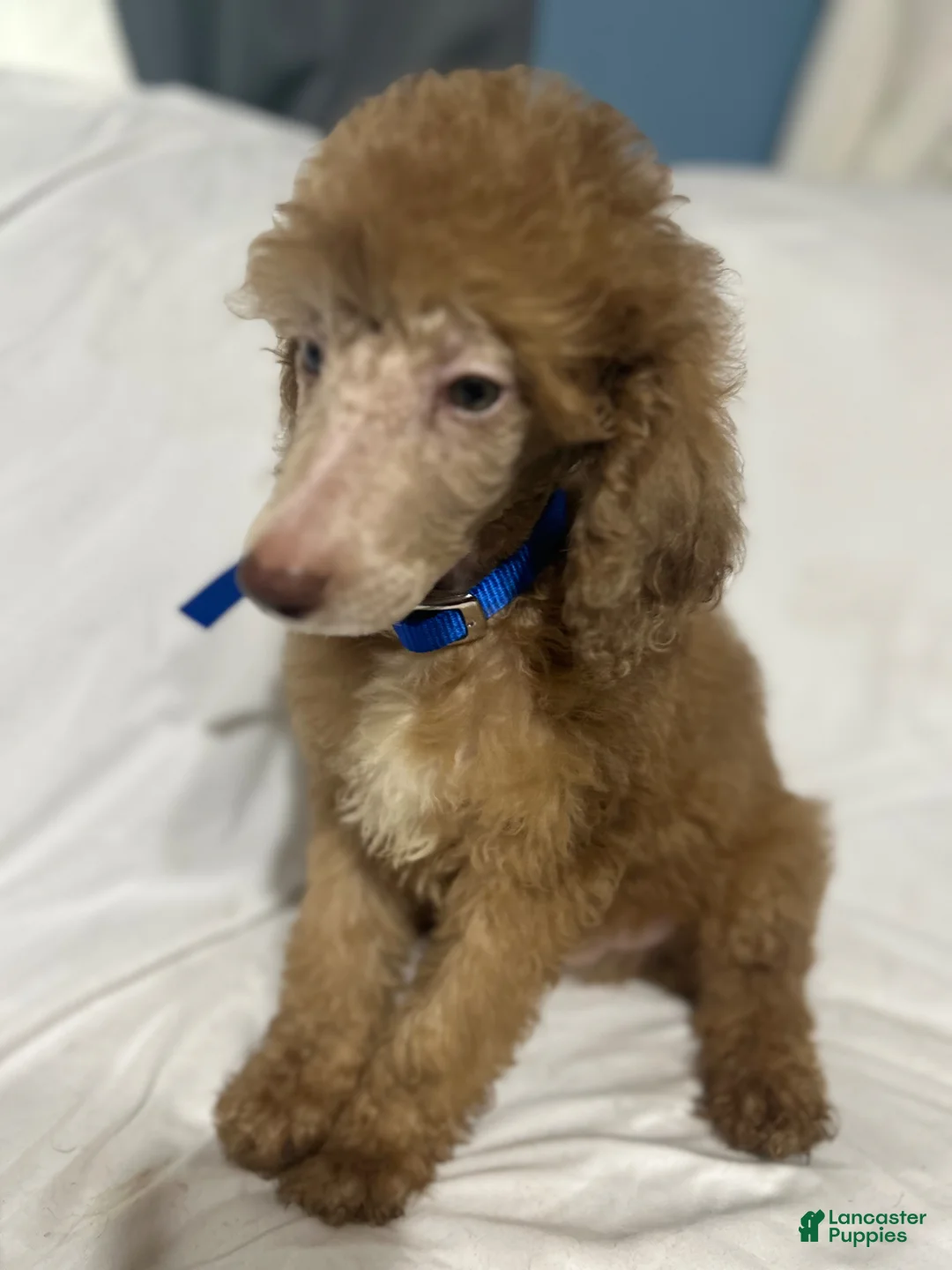 Standard Poodle dogs for sale: Standard Poodle Puppy 2 - Ad 2