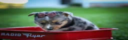 Mixed Breed dogs for sale: Garret💙 - Ad 10