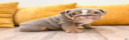 English Bulldog dogs for sale: Eleanor - Ad 4