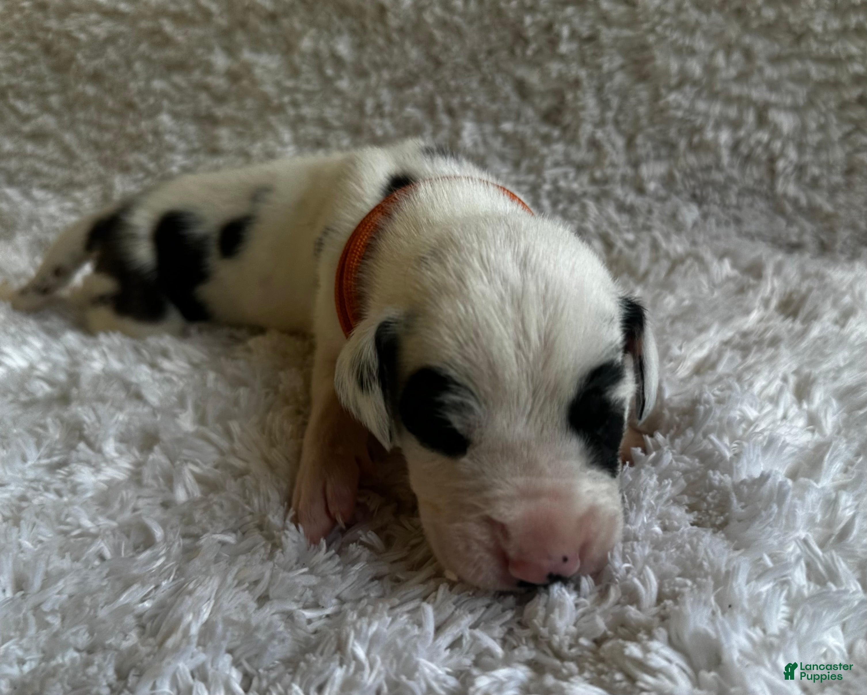 Great Dane dogs Fonsi - Ad 1