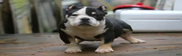 American Bully dogs for sale: Black Tri Male - Ad 3