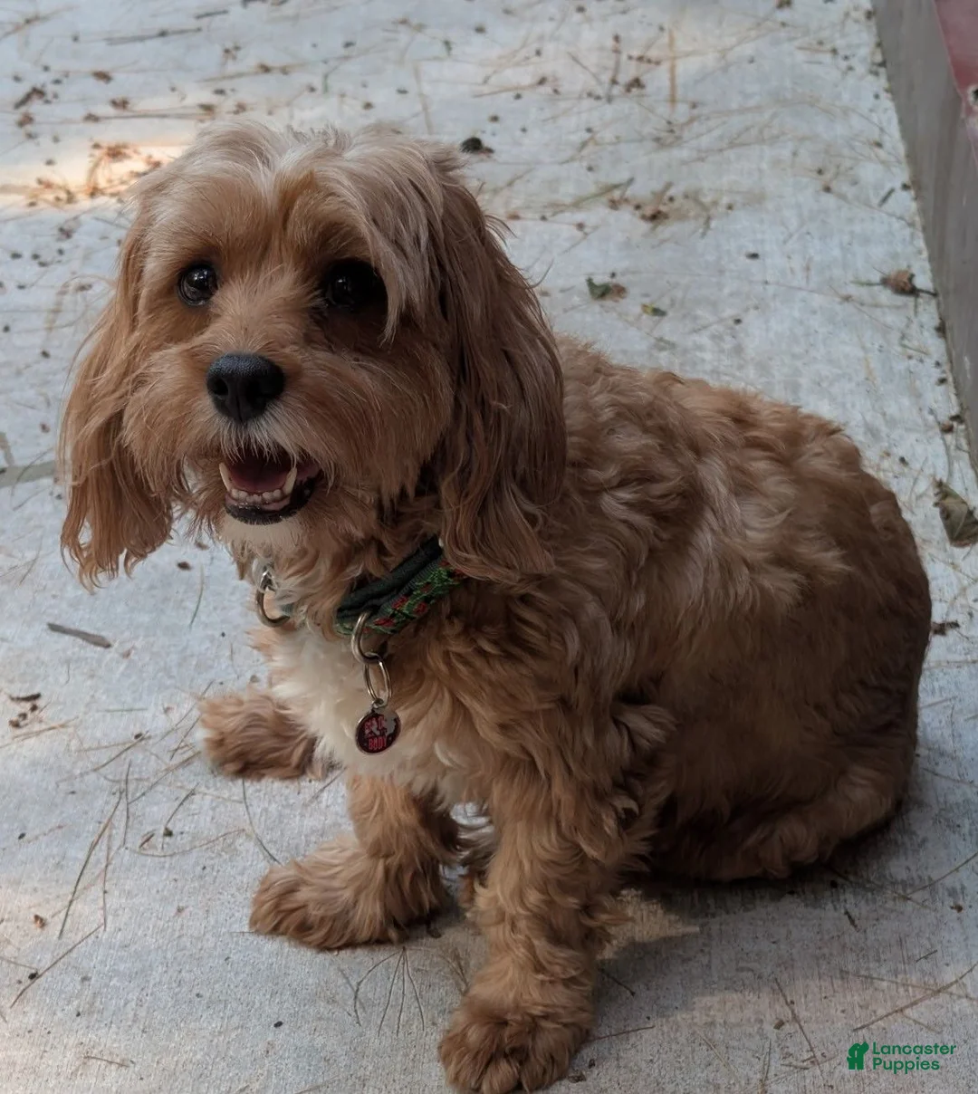 Cavapoo dogs for sale: Patches - Ad 8
