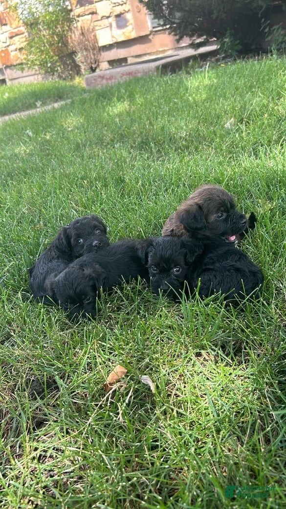 Yorkiepoo dogs Yorkiepoo Puppy 3 - Ad 1