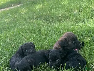 Yorkiepoo dogs Yorkiepoo Puppy 3 - Ad 1