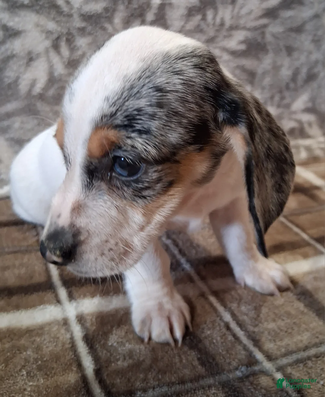 Miniature Dachshund dogs for sale: Sierra - Ad 2