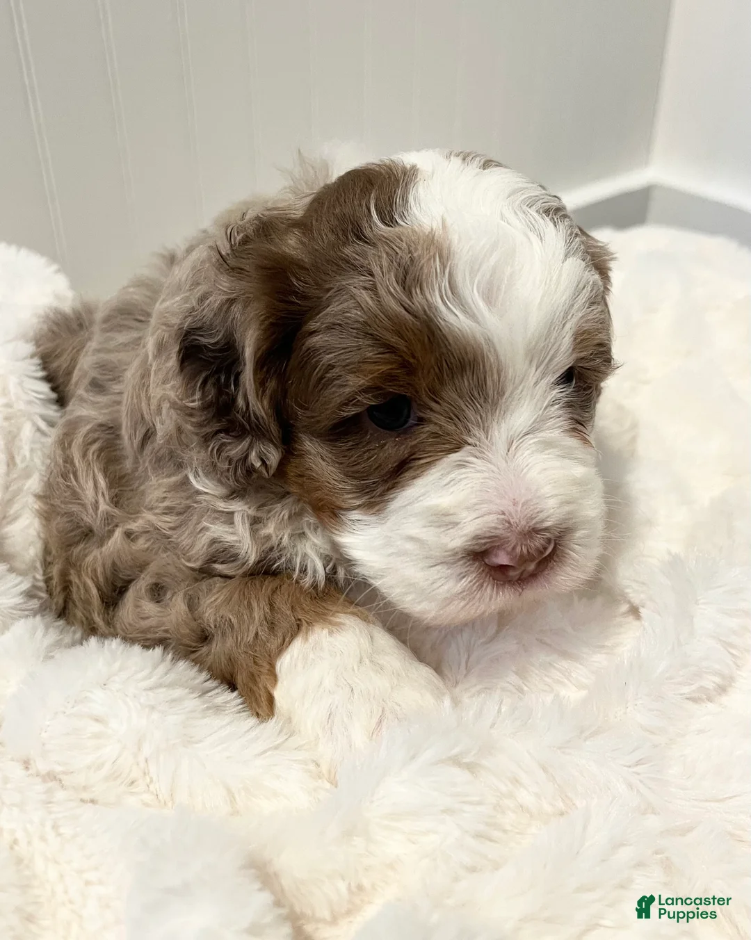Mini Bernedoodle dogs for sale: Tango  - Ad 2